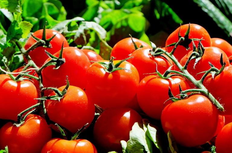 Manfaat Tomat Bagi Kesehatan Kita